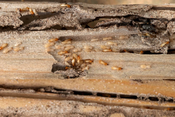 Best Termite Control Services  in Claymont, DE